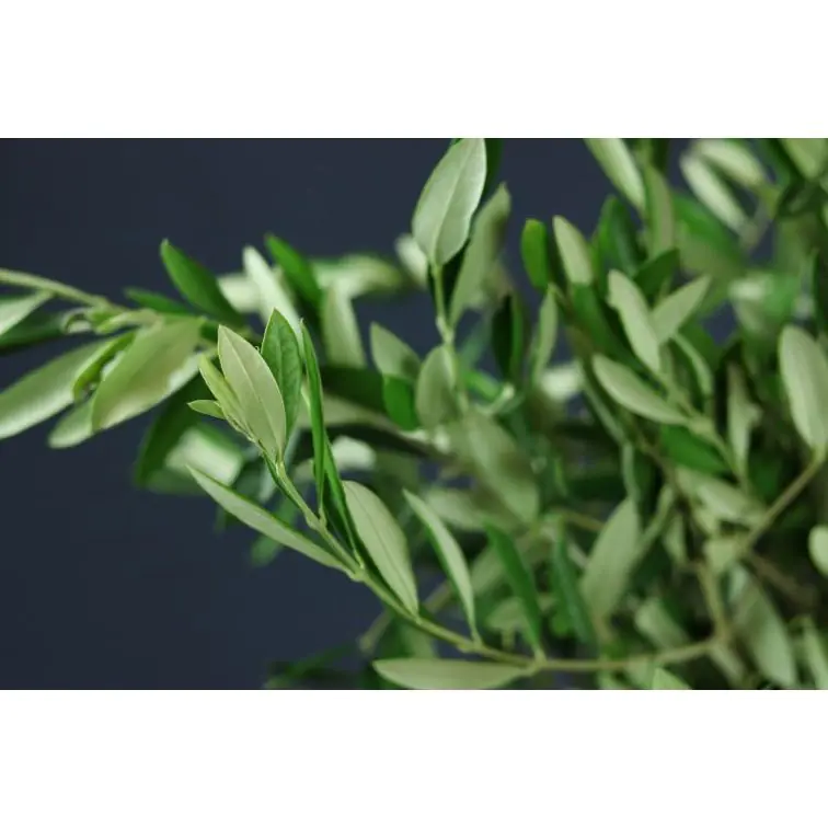 Olive Tree Branch