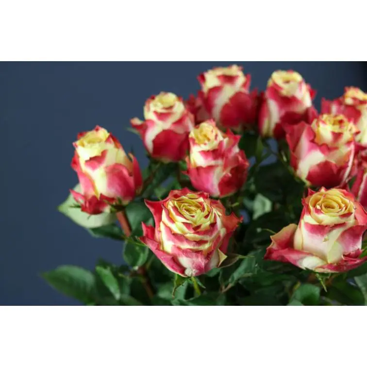 Roses Chapeau