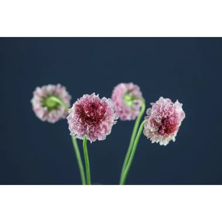 Scabiosa Marshmelow Scoop