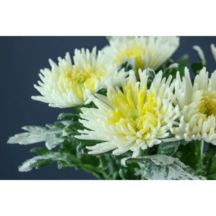 Chrysantemum Anastasia Yellow