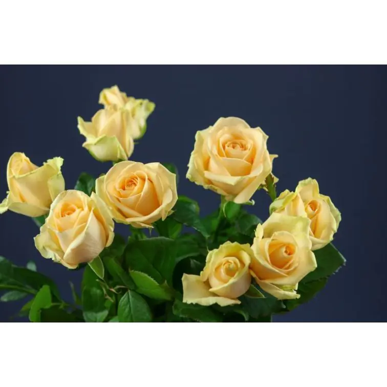 Roses Avalanche Peach