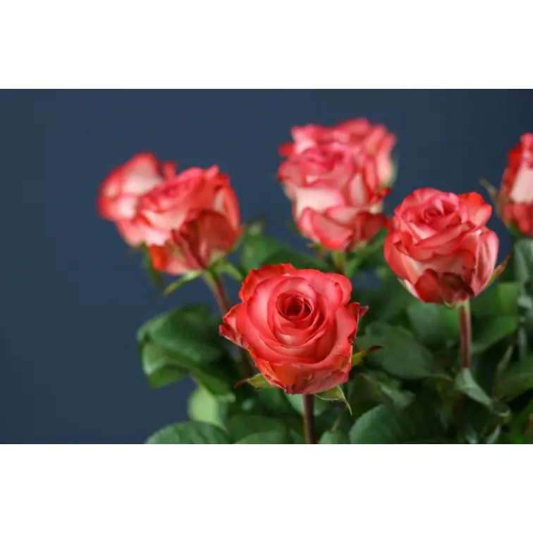 Roses Icon 50 cm