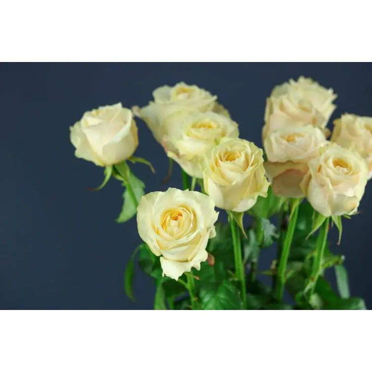 Roses Victoria Peach