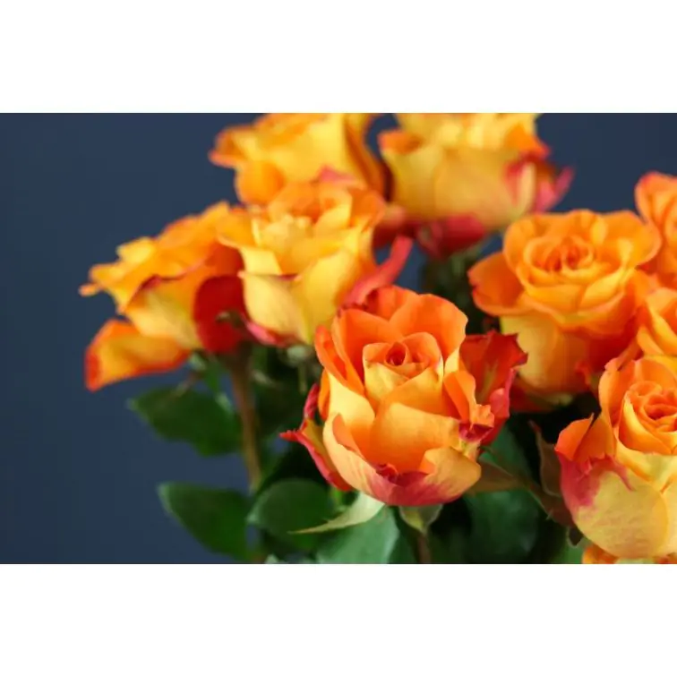 Roses Careless Whisper