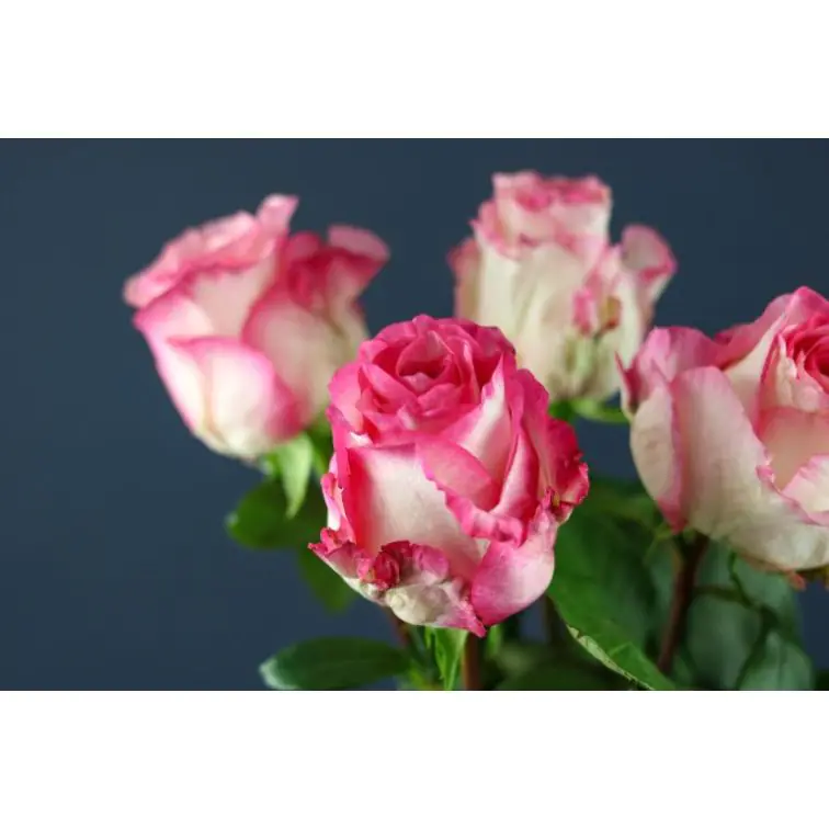 Roses Boulevard