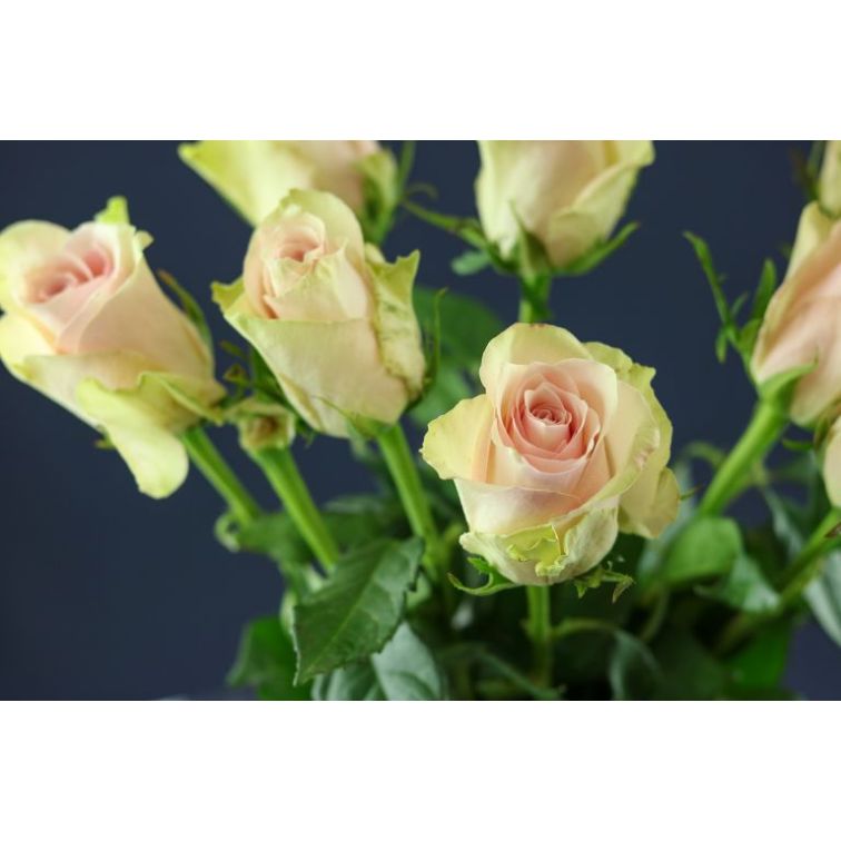 Roses Pink Athena main product photo