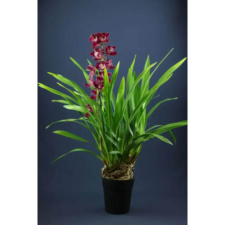 Cimbīdija p14 (Cymbidium)