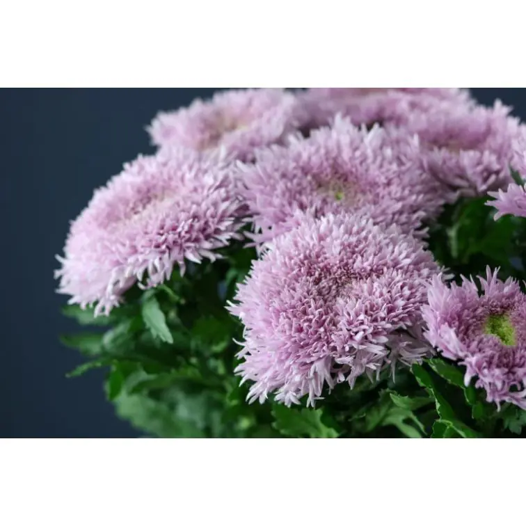 Chrysantemum 1H Etrusko