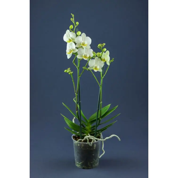 Орхидея "PHALAENOPSIS"