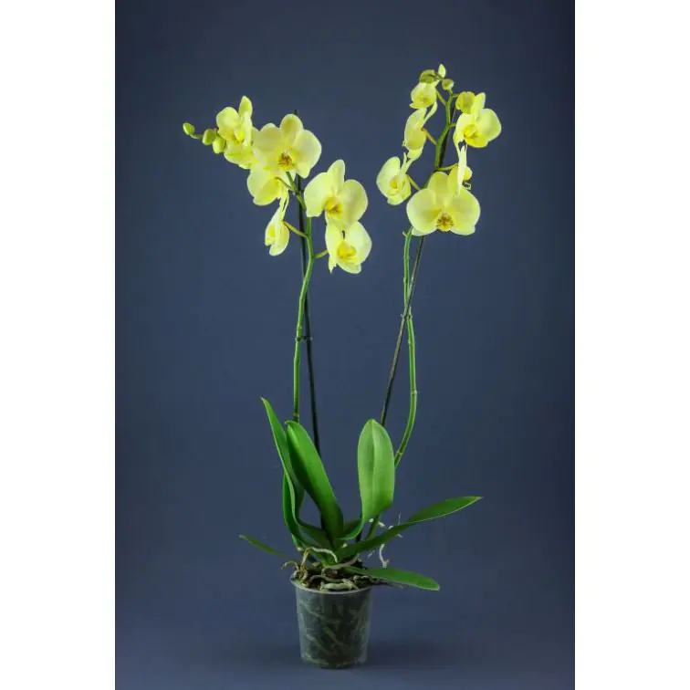 Орхидея "PHALAENOPSIS"