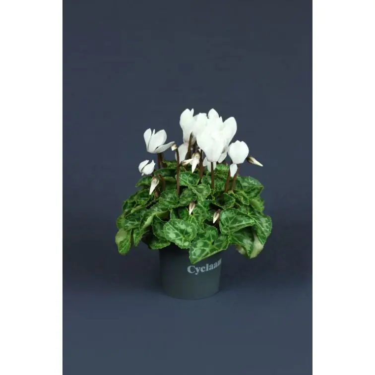 Cyclamen