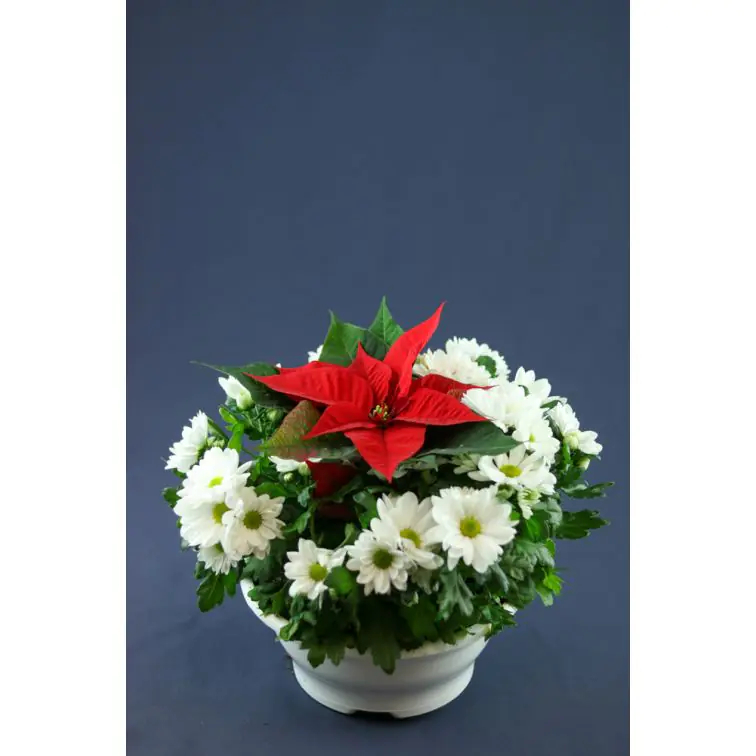 Chrysanthemum p23 with Poinsettia in the middle