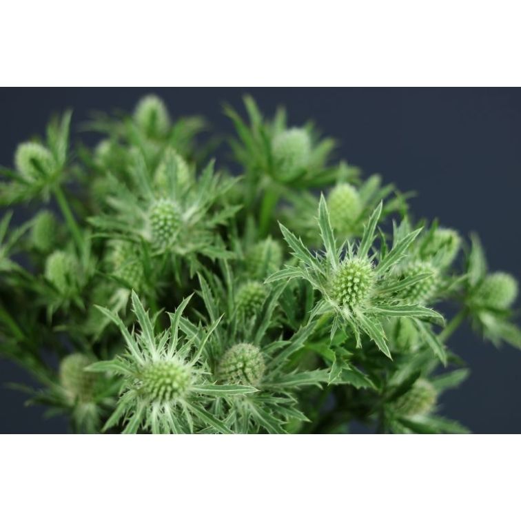 Eryngium White main product photo