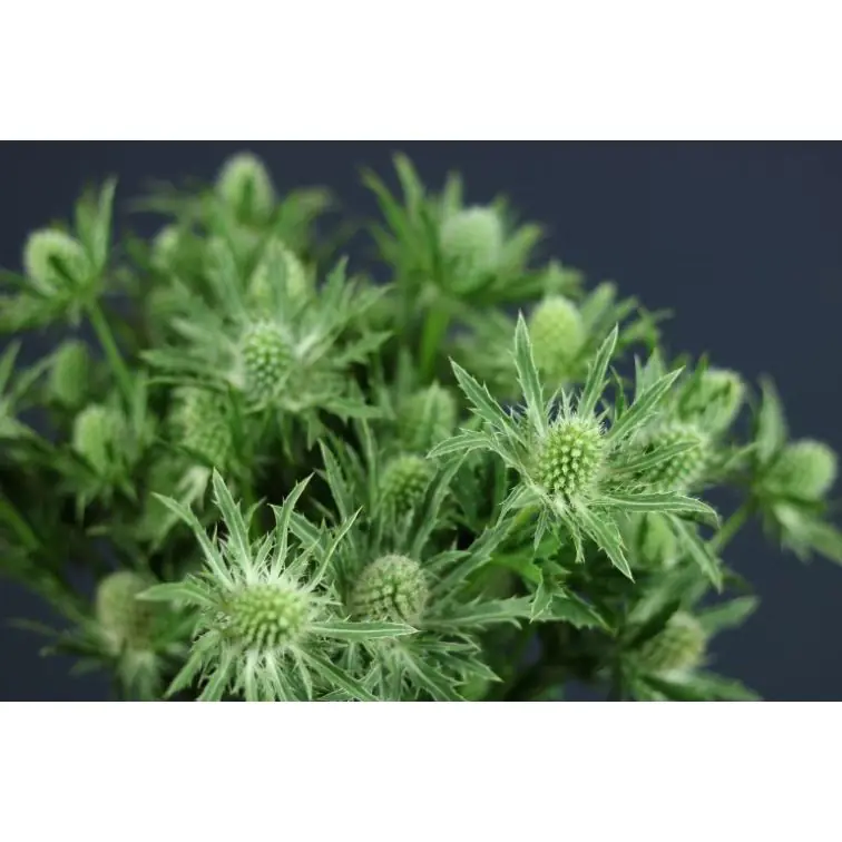 Eryngium White