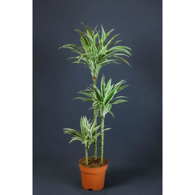 Dracaena Warneckei 160cm