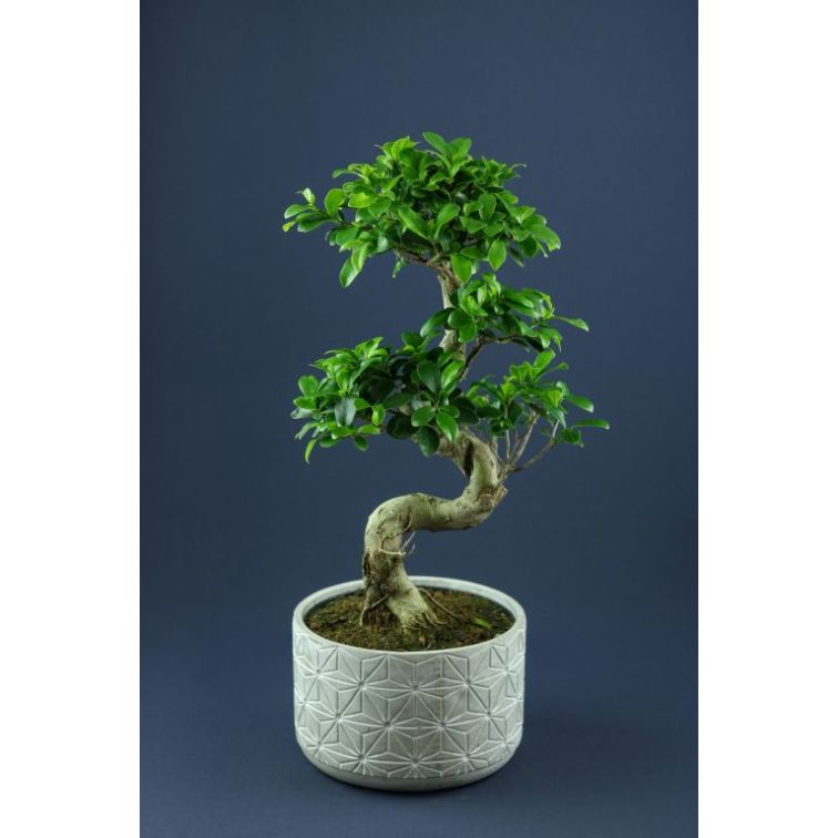 FICUS GINSENG Dec.Pod main product photo