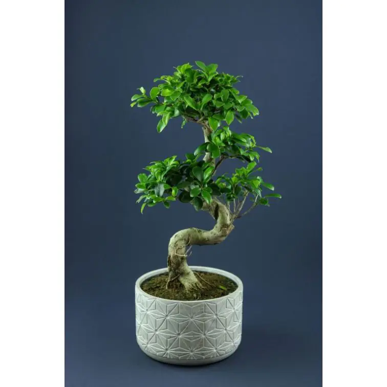 FICUS GINSENG Dec.Pod