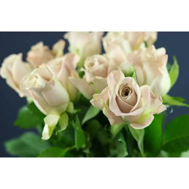 Roses Menta