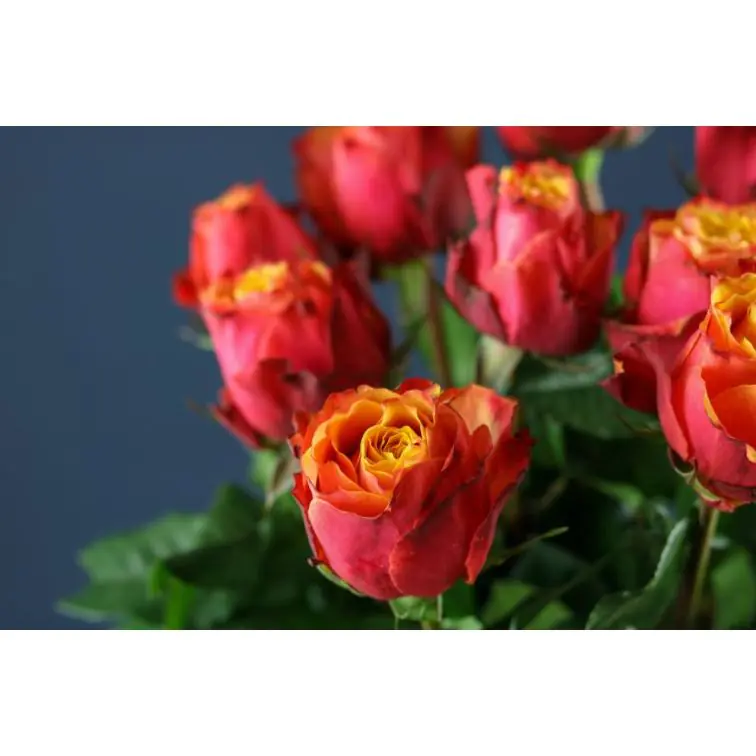 Roses Midnight Sun