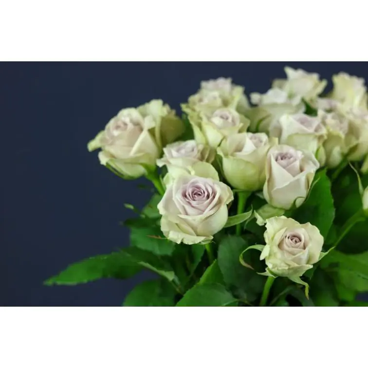 Roses Fifth Avenue