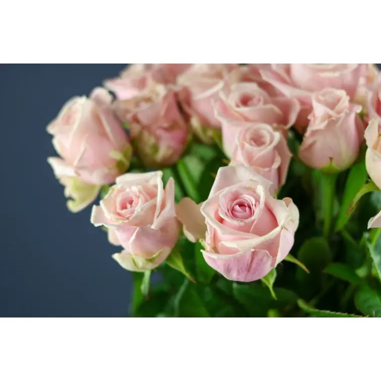 Roses Lazise