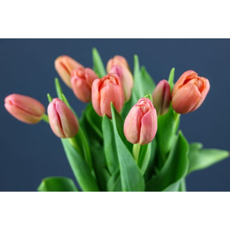 Tulip Milkshake