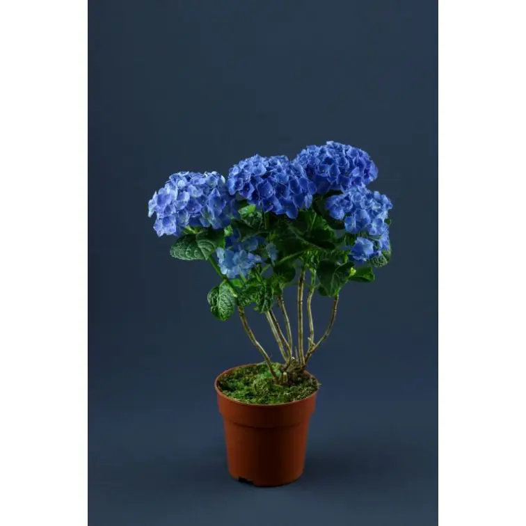 Hortensia/Hydrangea p12
