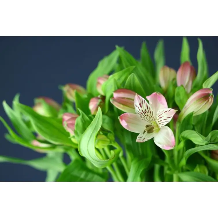 Alstromeria Ishii