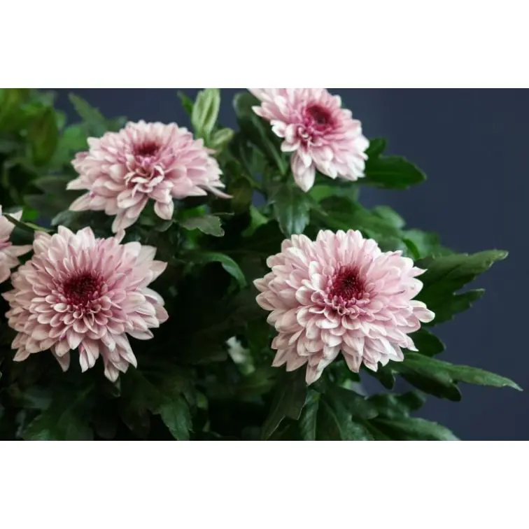 Chrysantemum Pip Pretty