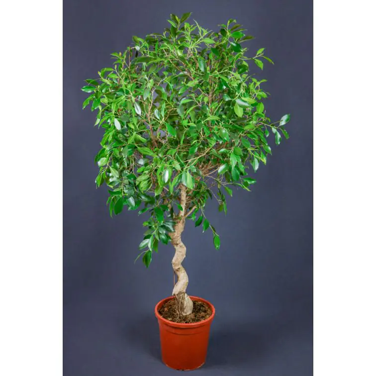 Fikuss 140cm (Ficus Benjam Exotic Stam)