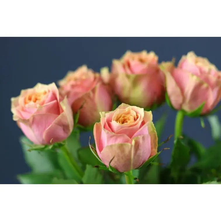 Roses  Wild Look