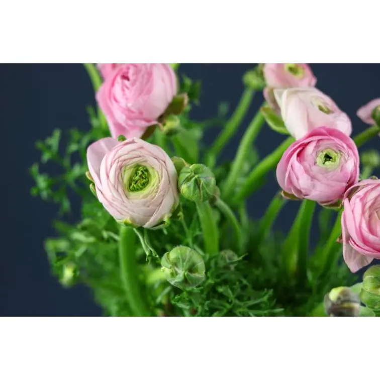 Ranunculus pink