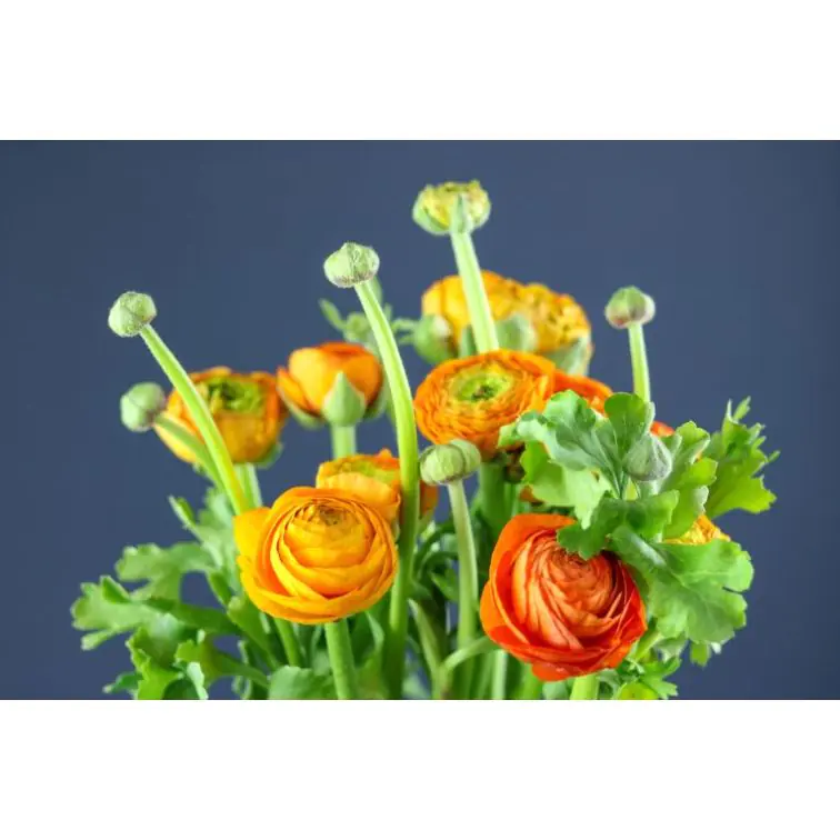 Ranunculus orange