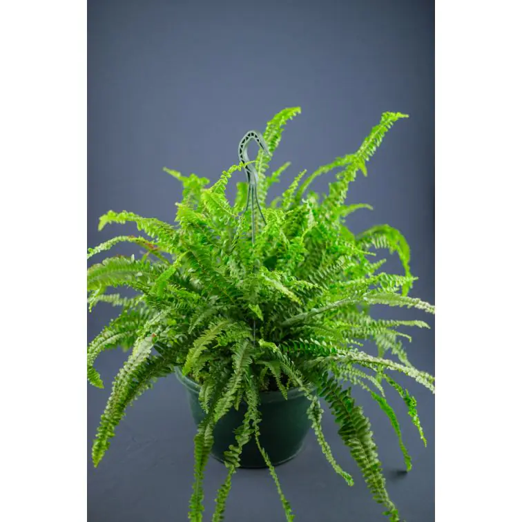 Nephrolepis