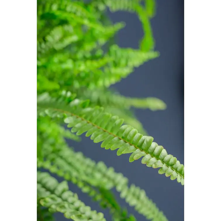 Nephrolepis