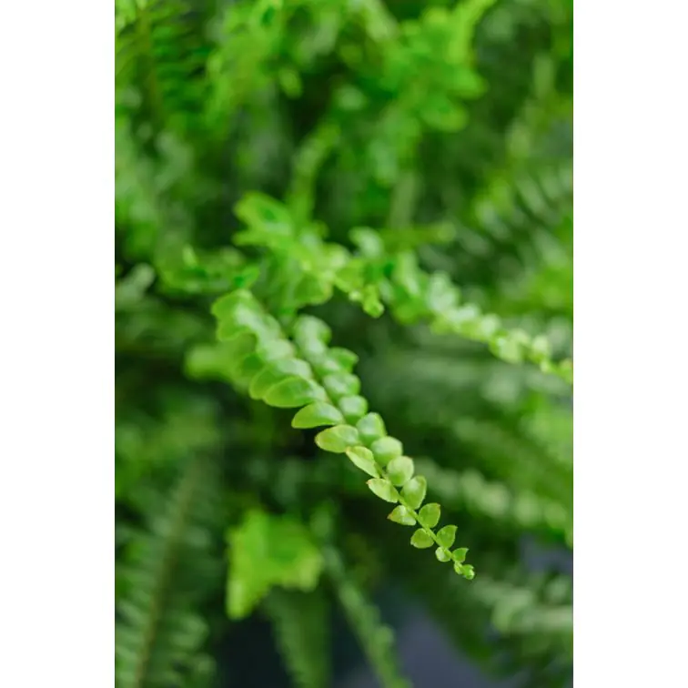 Nephrolepis