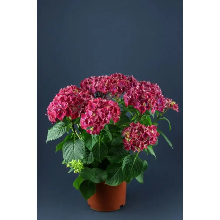 Hortenzija p14 (Hydrangea Saxon schloss)