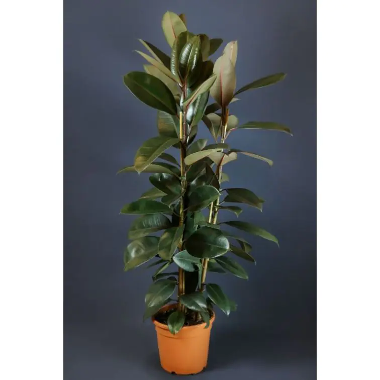 Ficus Abidjan