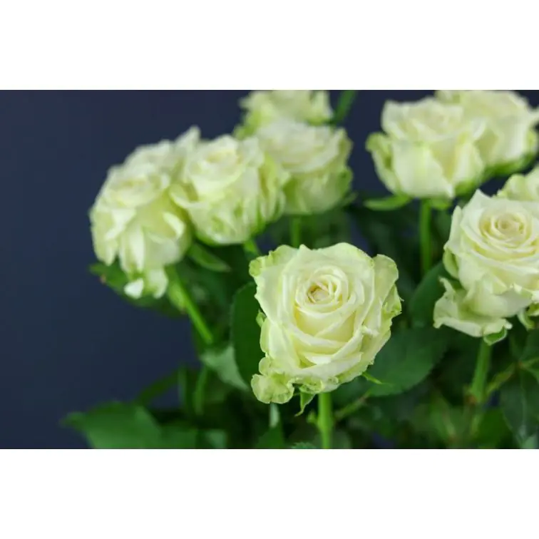 Roses Juwena