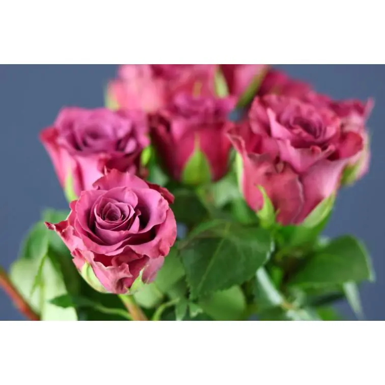Roses Ascot