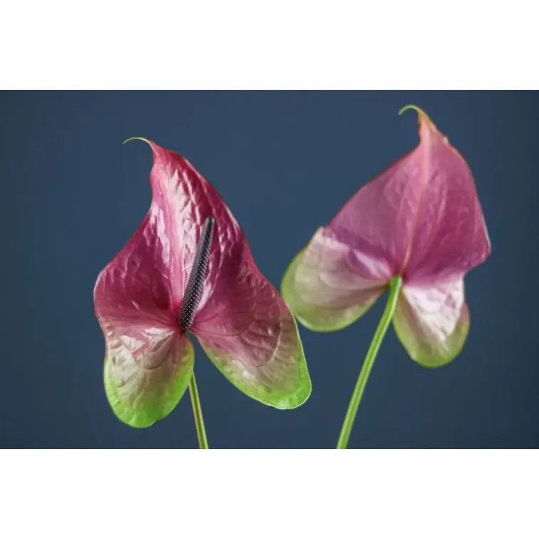 Anthurium Rembrant Purple