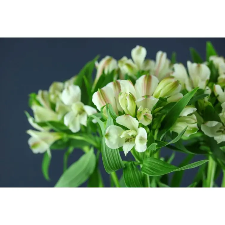 Alstromeria Jennifer