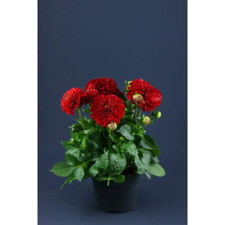 Dhalia p12
