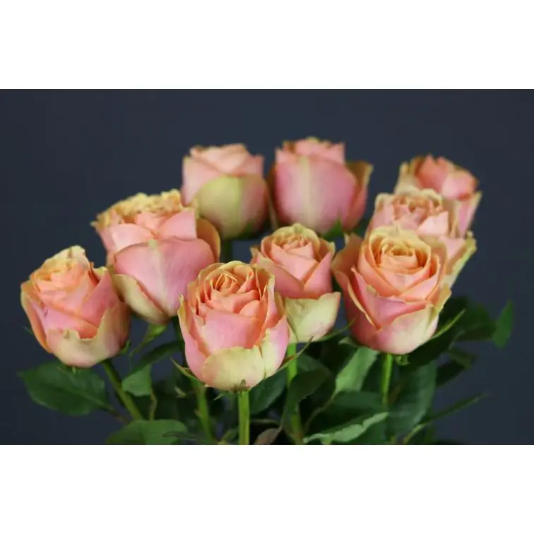 Roses Dividend