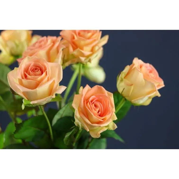 Roses Moyhe