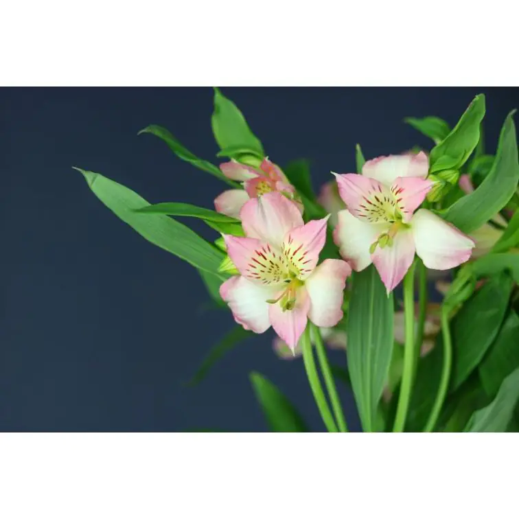Alstromeria Dubai