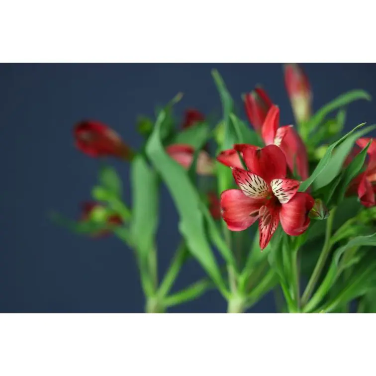Alstromeria Lovely