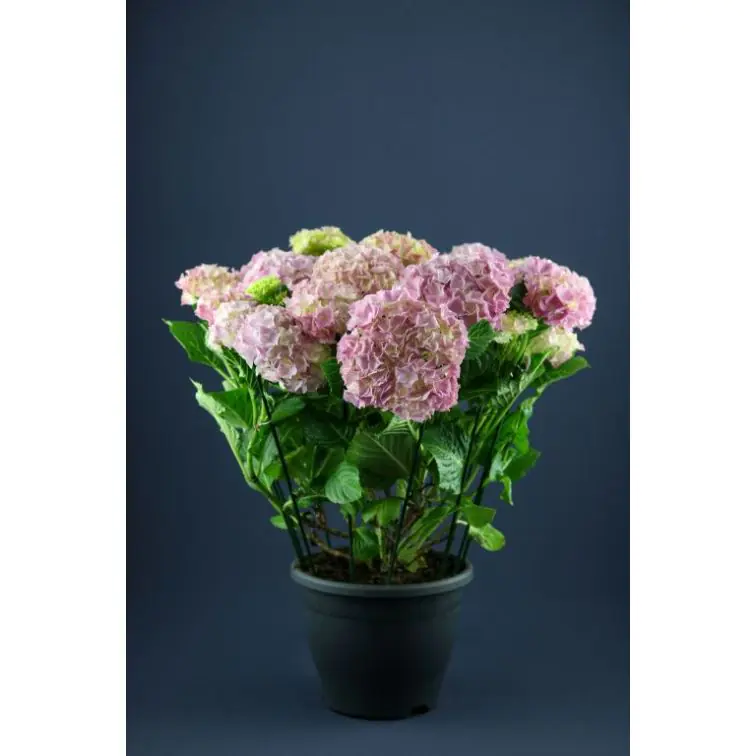 Hortenzija p25 (Hydrangea)