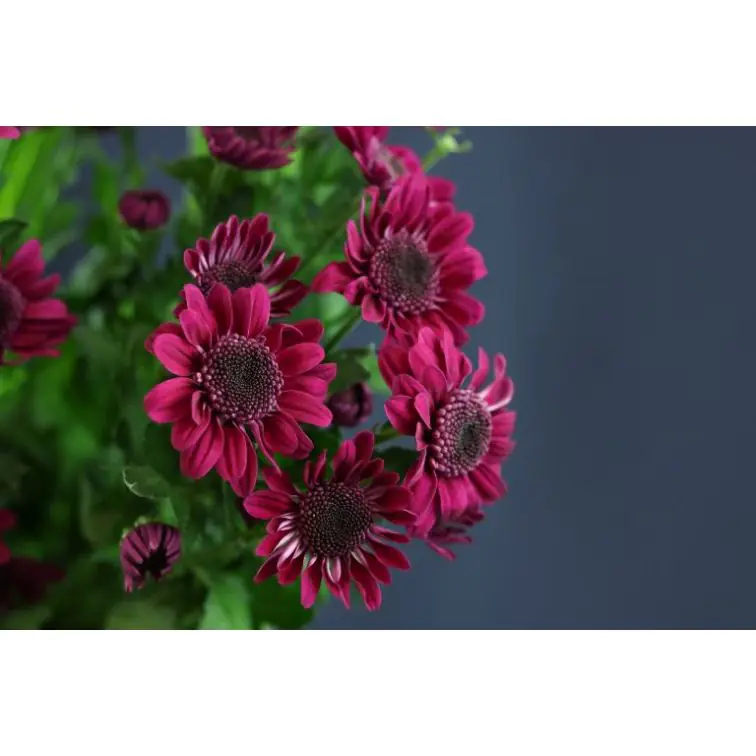 Chrysantemum Stresa Purple