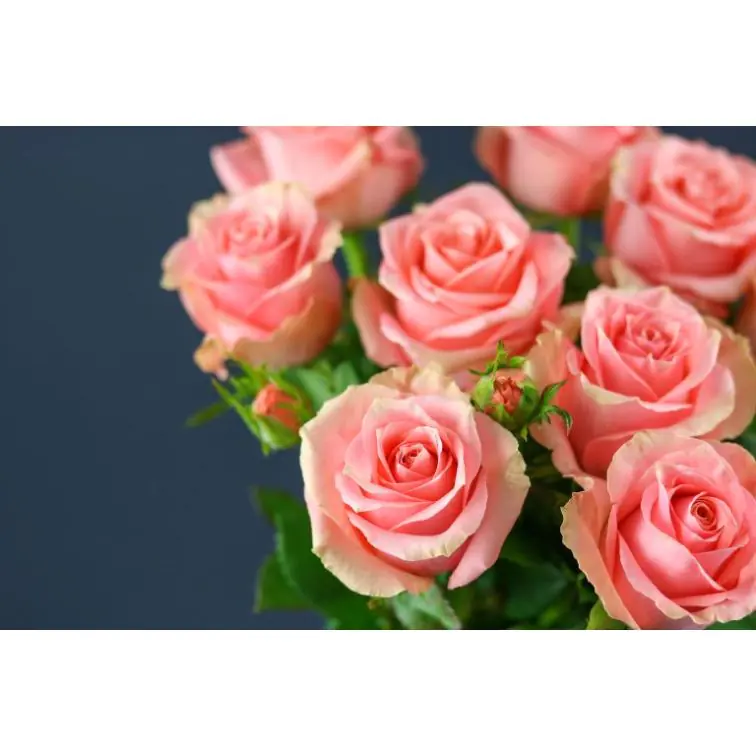Roses Big Success
